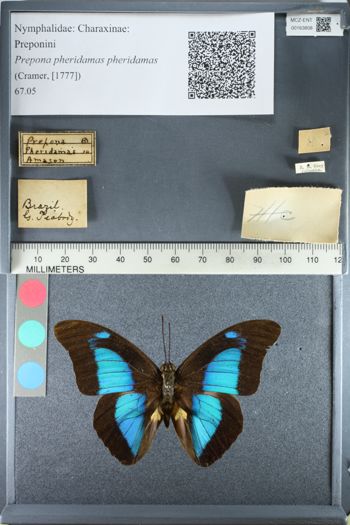 Media type: image;   Entomology 163808